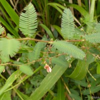 Aeschynomene americana L.